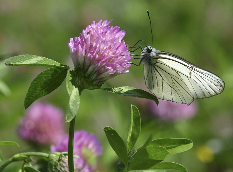 Aporia crataegi