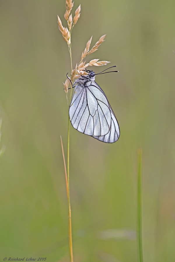 Aporia crataegi