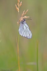 Aporia crataegi