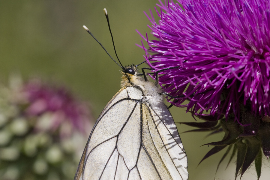 Aporia crataegi