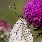 Aporia crataegi