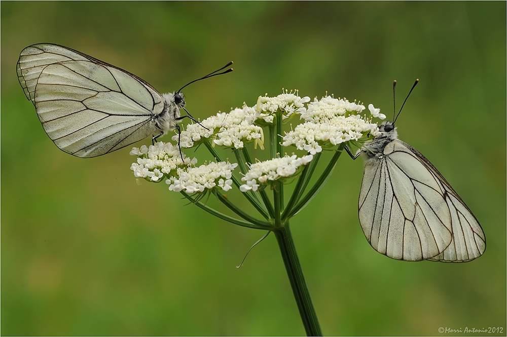 Aporia crataegi