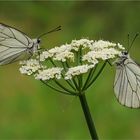 Aporia crataegi