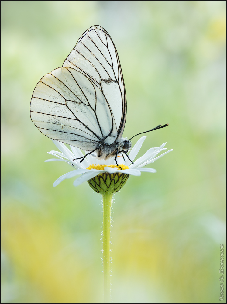 Aporia crataegi