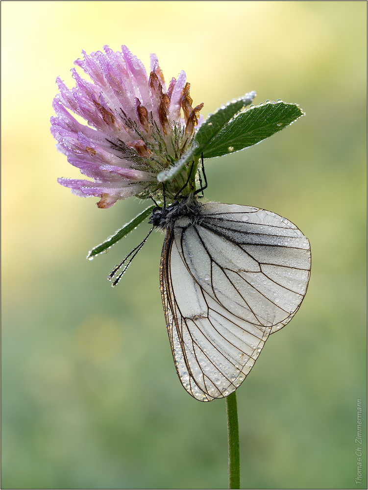 Aporia crataegi