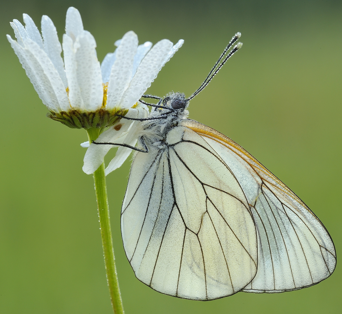 Aporia Crataegi