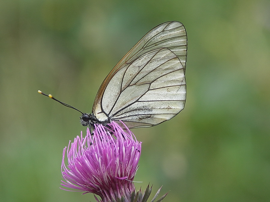 Aporia crataegi