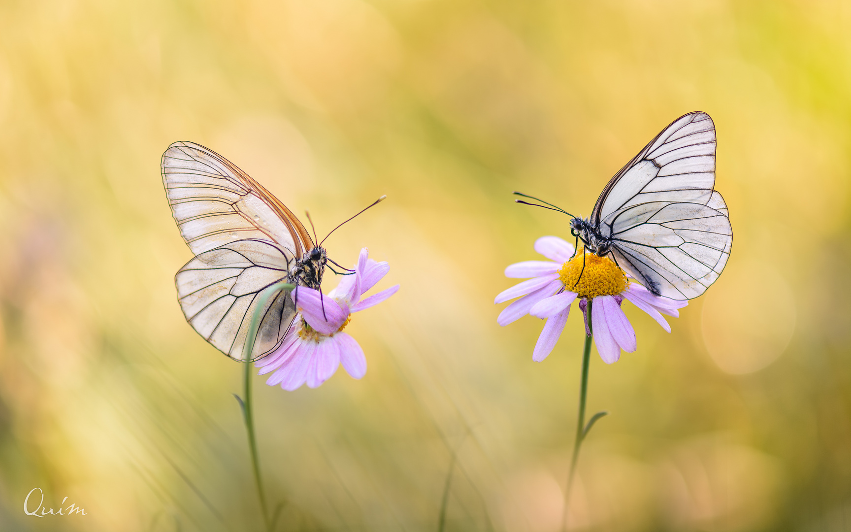  Aporia crataegi