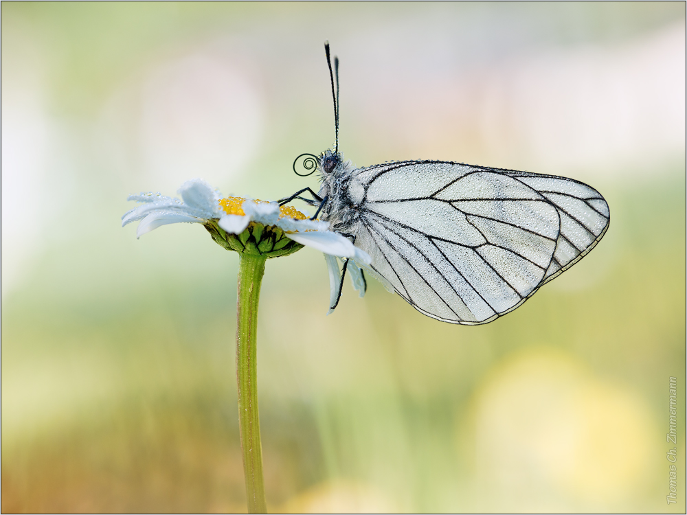 Aporia crataegi ...