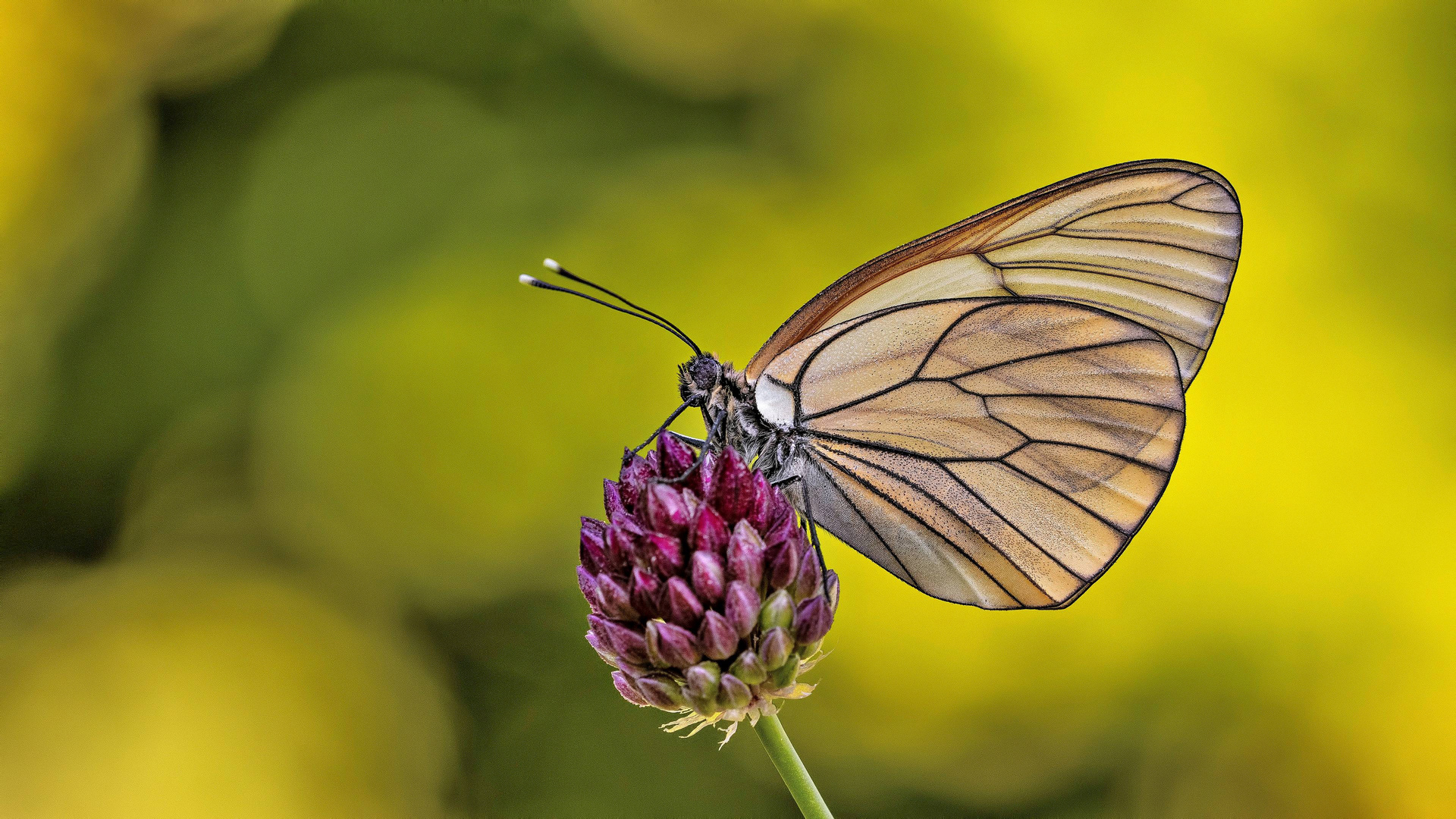 Aporia crataegi