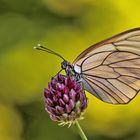 Aporia crataegi