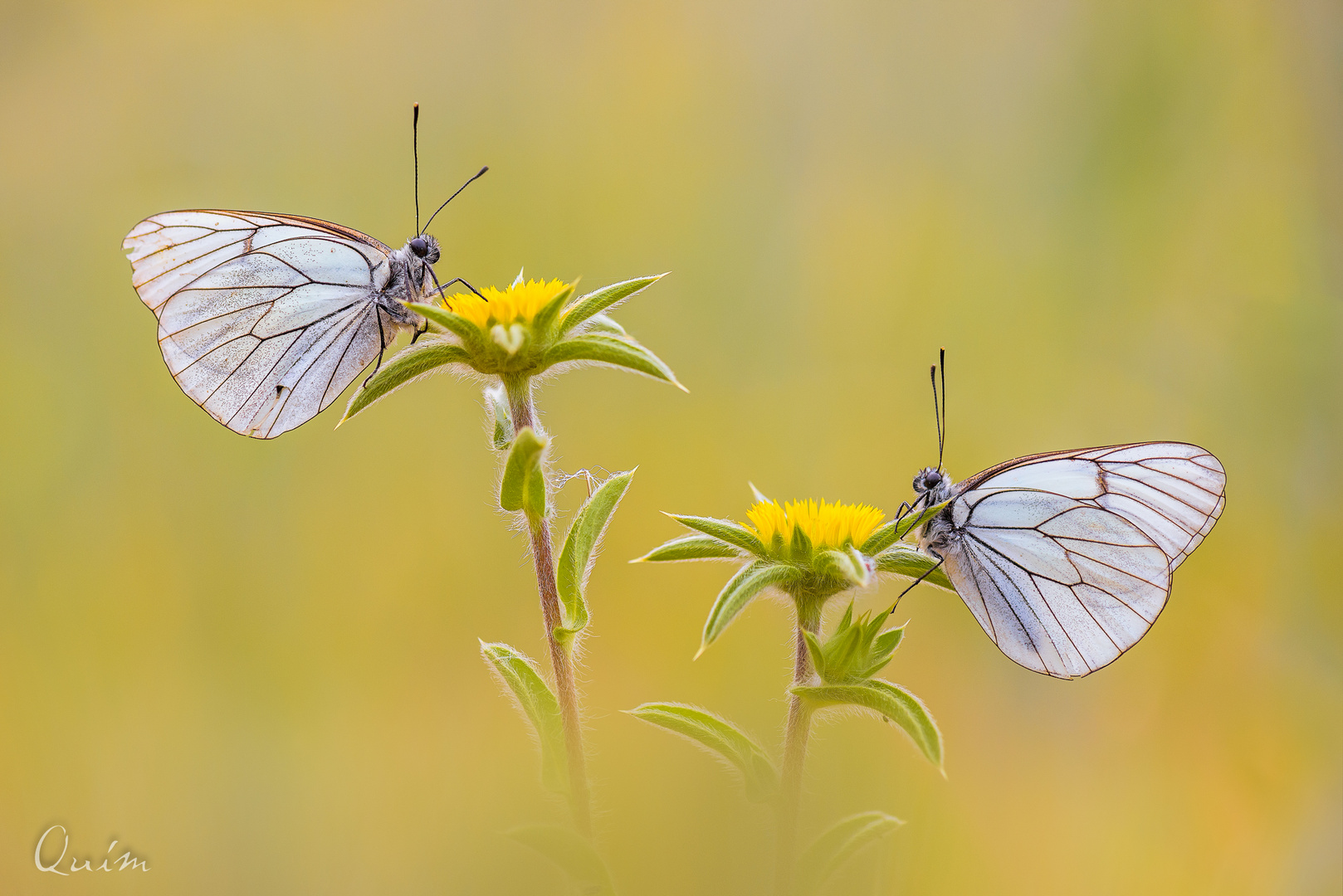 Aporia Crataegi