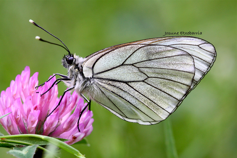 Aporia Crataegi