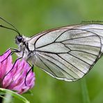 Aporia Crataegi