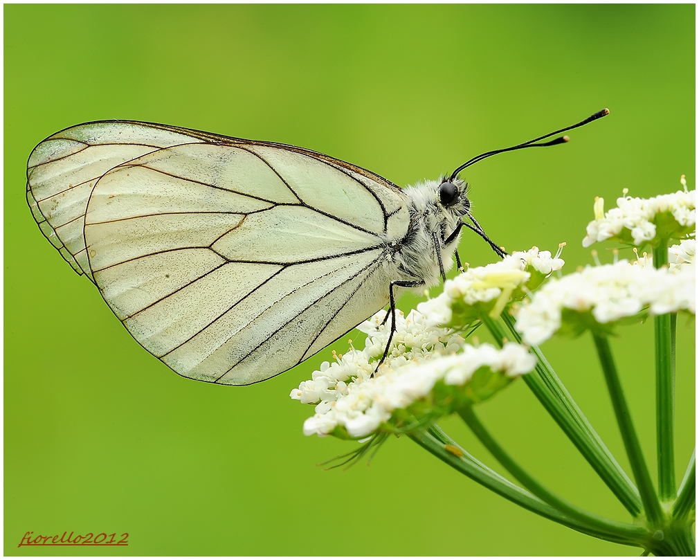 Aporia crataegi