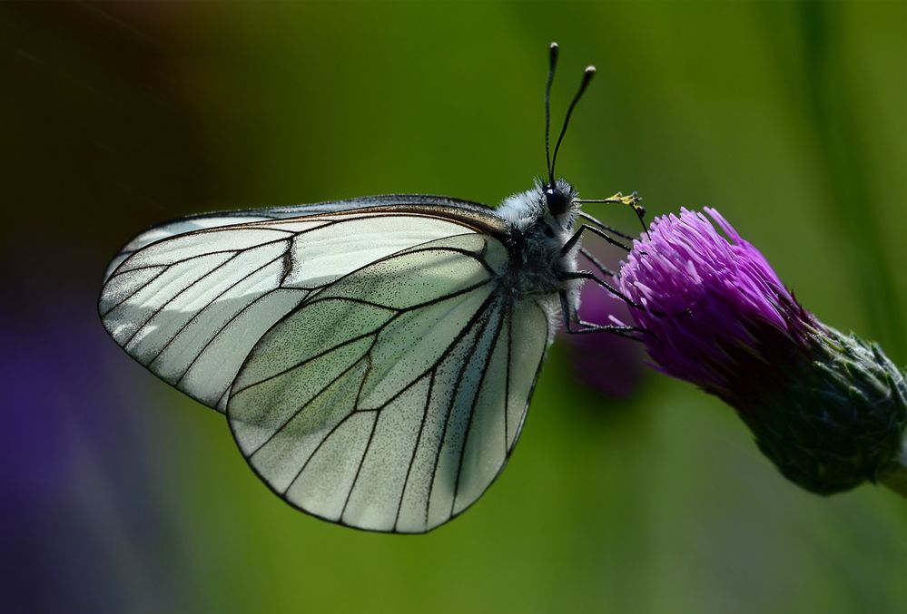 Aporia crataegi