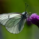 Aporia crataegi