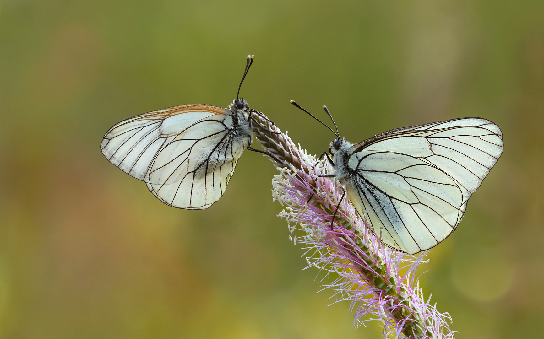 Aporia crataegi....