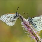 Aporia crataegi....