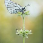 Aporia crataegi ...