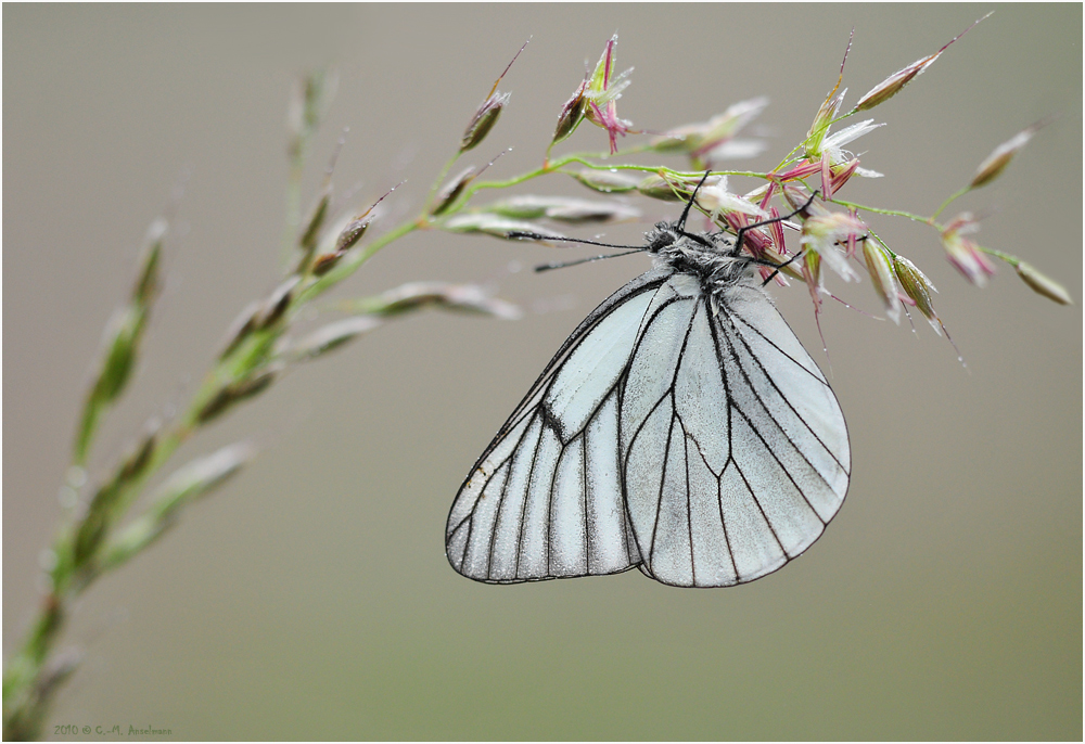 * APORIA CRATAEGI *   -----   an einem nassen, nebeligen Morgen / on a wet and misty morning