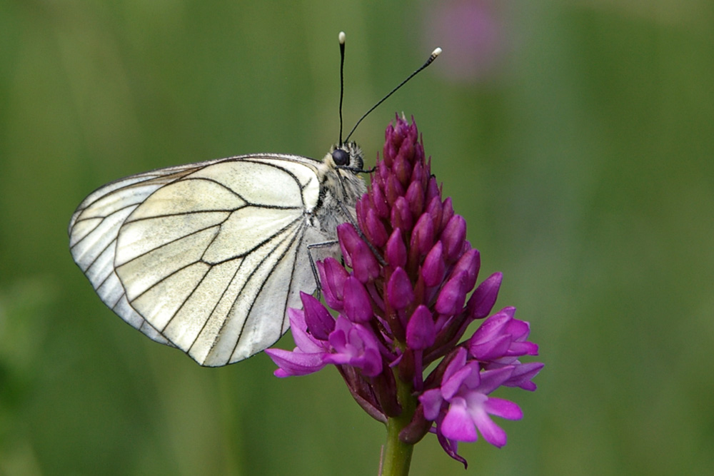 Aporia crataegi auf Anacamptis pyramidalis