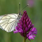 Aporia crataegi auf Anacamptis pyramidalis