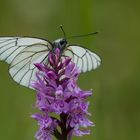 Aporia crataegi auf Dactylorhiza majalis