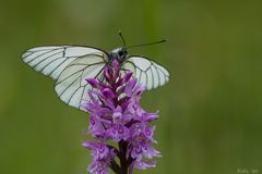 Aporia crataegi auf Dactylorhiza majalis