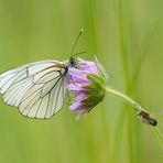 Aporia crataegi