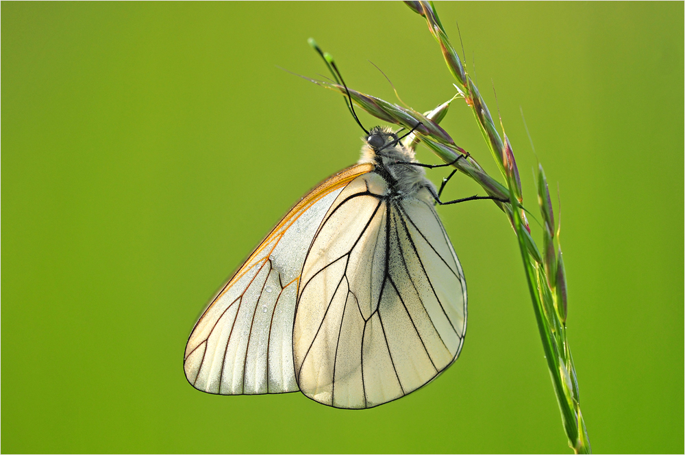 APORIA  CRATAEGI ---  Baumweissling