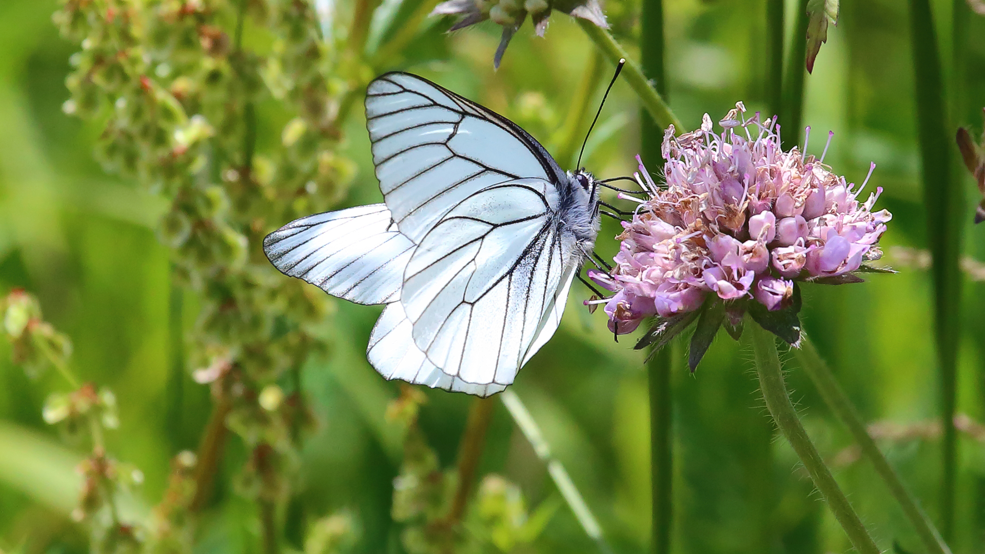 Aporia crataegi - Baumweißling