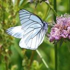 Aporia crataegi - Baumweißling