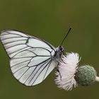 Aporia crataegi » Black-veined White