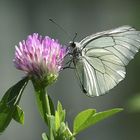 Aporia crataegi / Black-veined White / Baumweißling / Le Gazé / Groot geaderd witje.