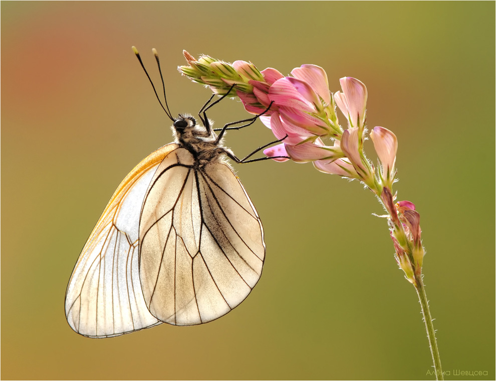 Aporia crataegi