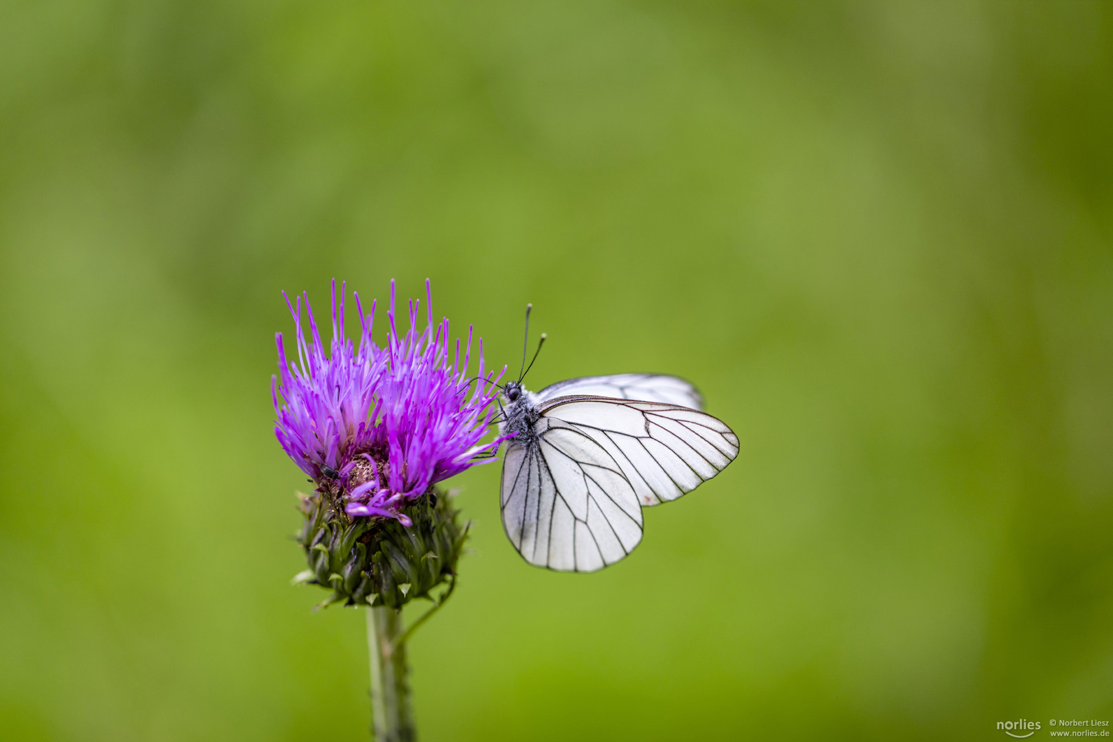 aporia crataegi