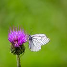 aporia crataegi