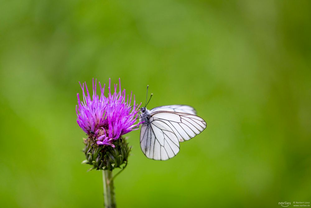 aporia crataegi