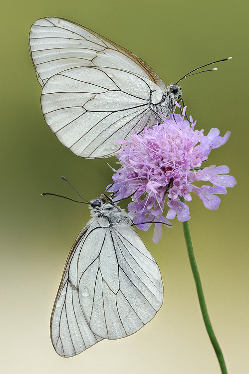 Aporia crataegi von Marco Lascialfari 