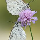 Aporia crataegi