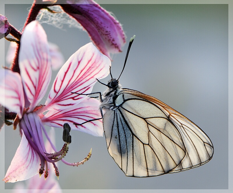 Aporia crataegi