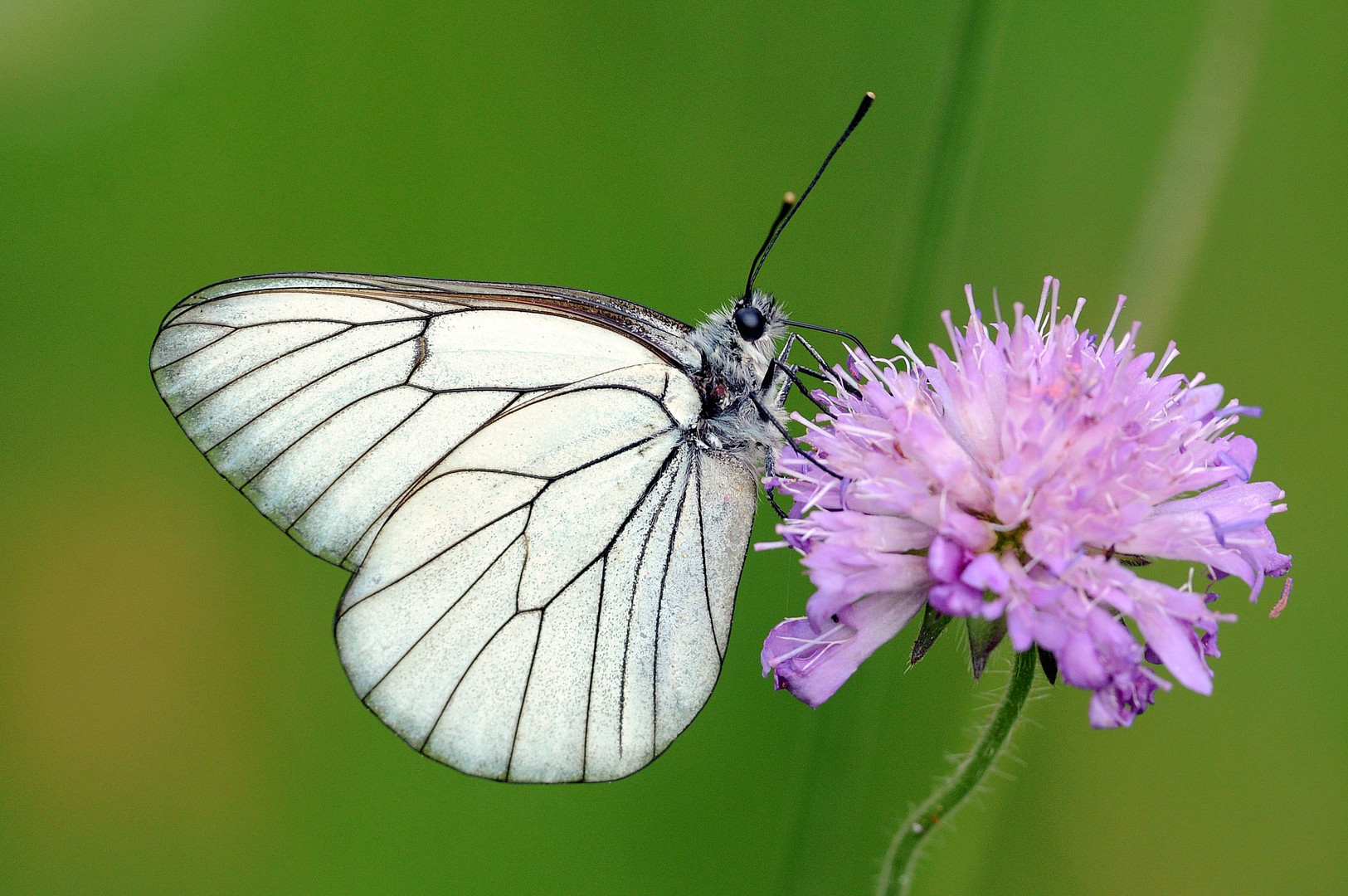 Aporia crataegi