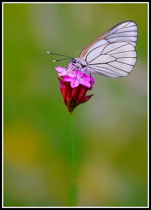 Aporia crataegi