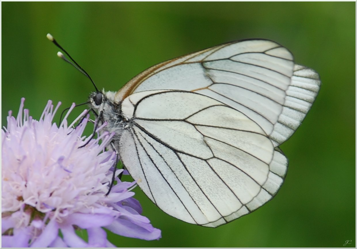 Aporia crataegi