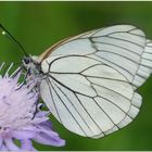 Aporia crataegi