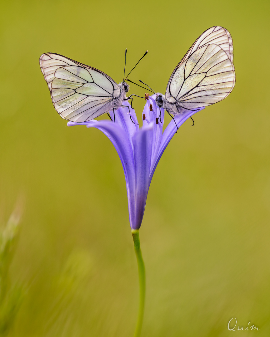 Aporia Crataegi