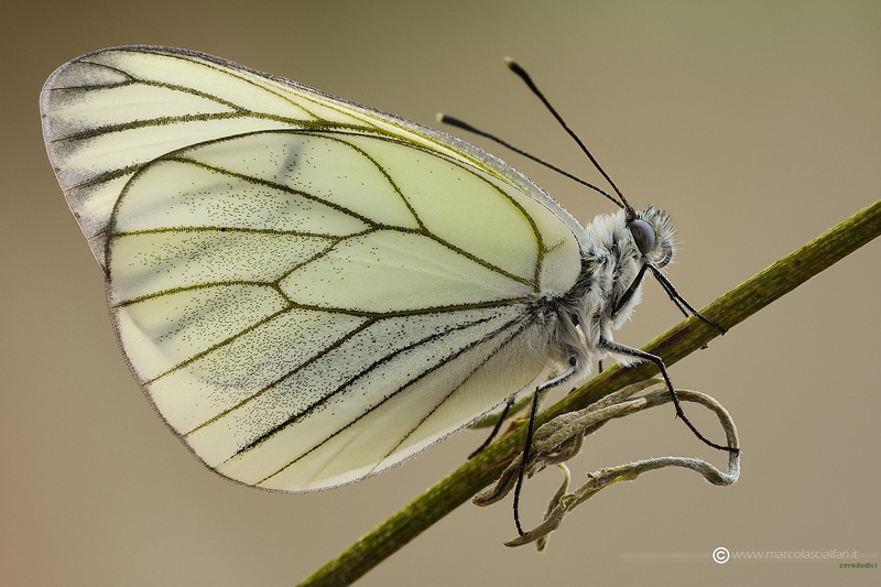 Aporia crataegi (Linnaeus, 1758)