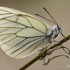 Aporia crataegi (Linnaeus, 1758)