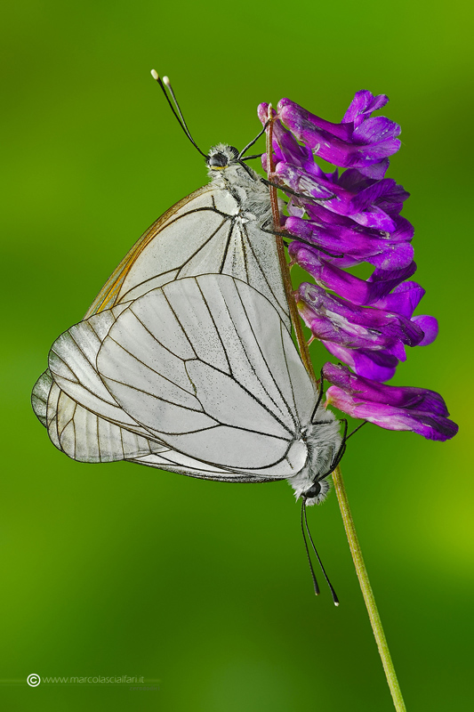 Aporia crataegi (Linnaeus, 1758)